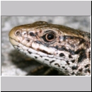 Zootoca vivipara - Waldeidechse 14.jpg